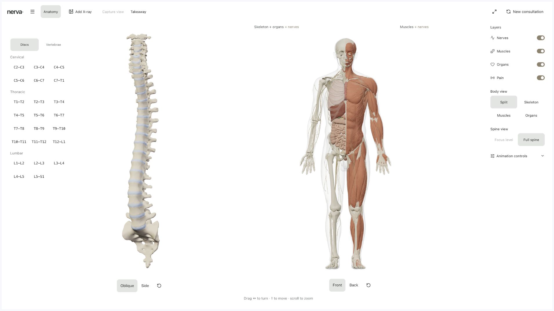 Body in View split anatomy view with skeleton, organs, muscles and nerves beside the spine.